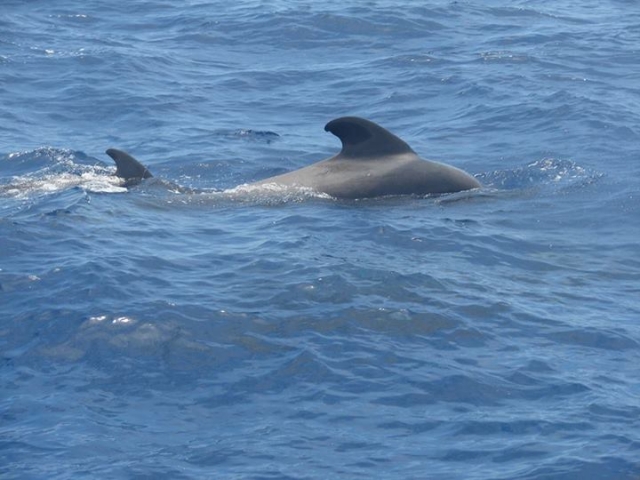 ballenas piloto